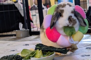 Buns Spayed Yesterday