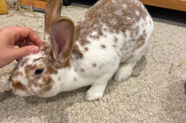 Is my bunny a Rex?