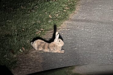 Lost bunny?