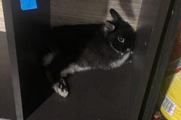 Alternative Chews for my Bun?