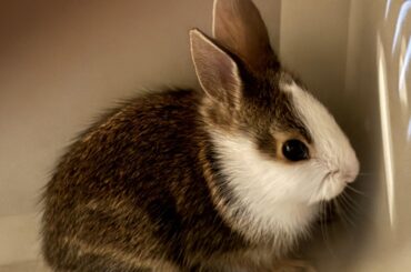 Sister found a tiny rabbit outside her home. Domestic or Wild?