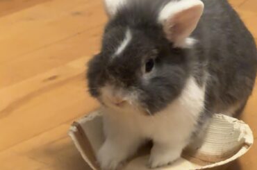 Bubbles the bunny devouring his favorite palm tree bowl