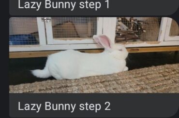 Progression of lazy bunnies