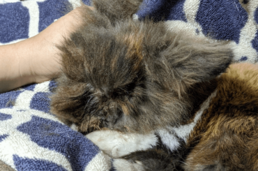I took in a 12 year old bunny. I read the pinned post but could use more advice