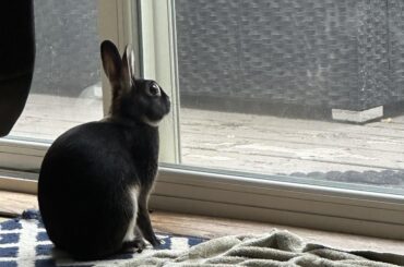 He yearns for the outside