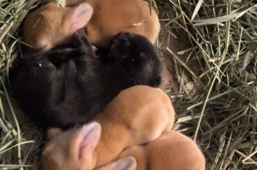 One week old today :)