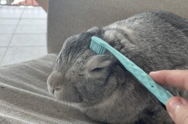 giving harry pats with a wet toothbrush