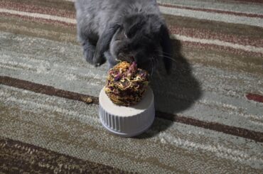 Happy 8th Birthday, Rigby Roo!