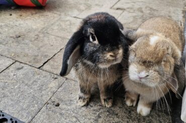 What is a normal weight for my bun buns i have a feeling they are getting a lil bit too big