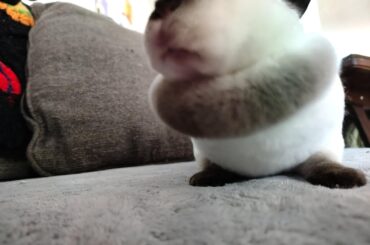 Lil girls absolutely stunning dewlap