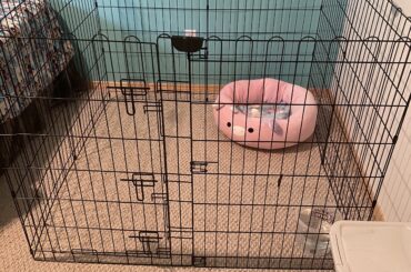 Getting a rabbit in a year or so