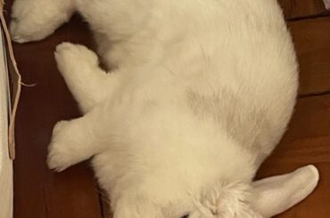 Compilation of Mochi flops