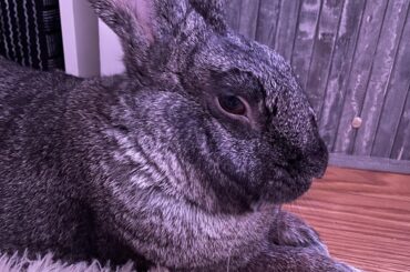 What breed is my bun?