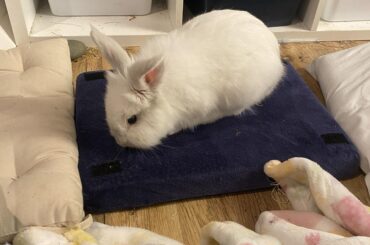 My rabbit is obsessed with this pillow