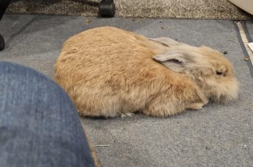 Anyone else's bunny like rough/firm pets?