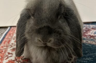 Looking for Suggestions: Water Fountain for Buns