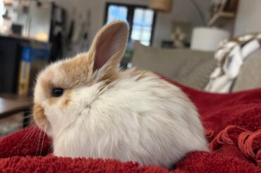 First time rabbit owner