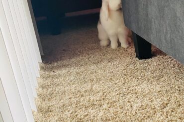 Hide and seek Ba-boh! She is super slick. 🐰😁