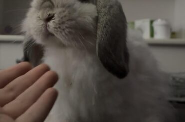 mochi wants friends, post your buns!