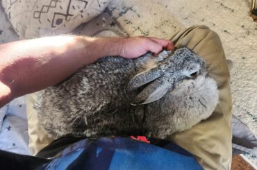 Moogie wants lots of love this morning 🥰