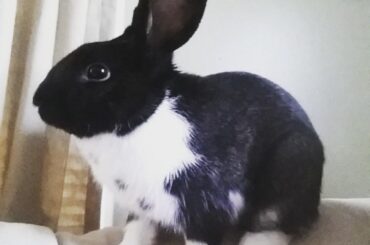 Adopting new rabbit(s) after a loss