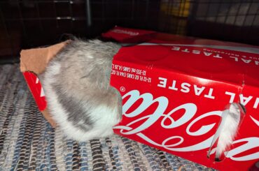 Uh.. there's a hare in my coke?
