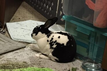 Leg injury, vet palpation did not suggest broken bones but no diagnosis