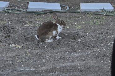 What kind of bunny? We have many like this around the neighborhood.