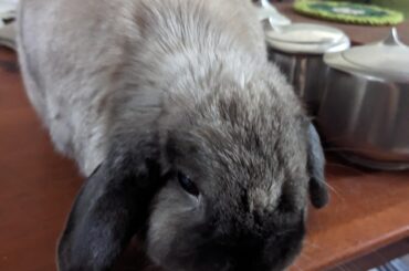 Fluffball Queen