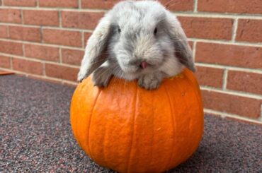 Little baby BunBun vs big Bertha BunBun