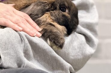 Girl has so much ‘lap the vet asked if she’d been spayed 😂