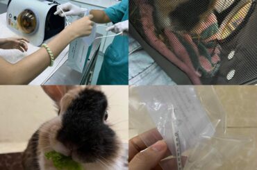 My rabbit is getting better but…