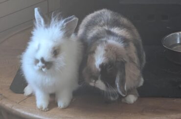 Cuties