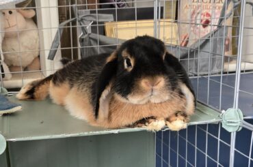 This guy has been *insufferable* during nail trimming! Lecture him!