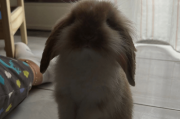 How to feed a bunny his medicine with a siringe?