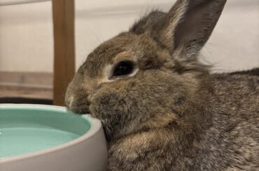 This is Trudie. And she is convinced this is comfortable.