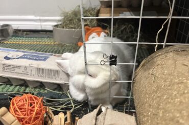 Pillows are overrated…