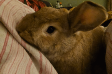 I was bitten by this beast, photo taken mid chomp