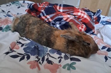 My very long bun Delta