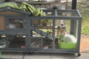 Bunny and Dog sitting having tons of fun! Like having pets again for a week!