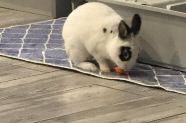 Diego is a carrot lover