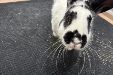 Meet Bruce