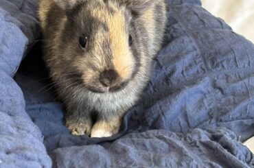 Wanted to confirm if my rabbit was a domestic breed?