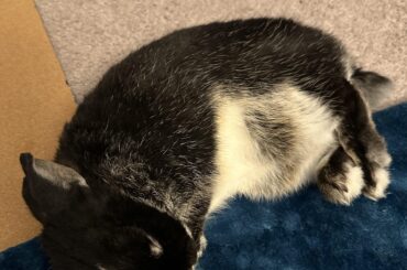What’s your favorite bunny shape?