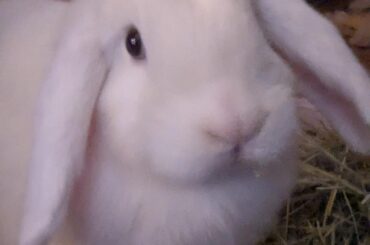 Bunnyproofing help?