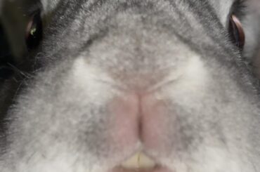 Pügle would like to tell you that… You smell quite nice