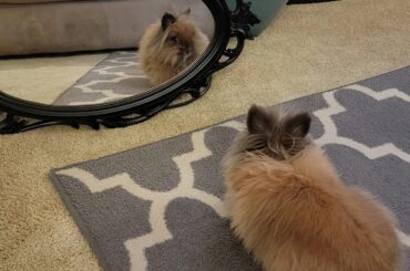 Millie being intrigued by Millie
