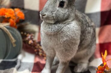 Lots of cuties at the shelter right now!!