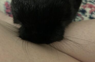 Miss Tiggles looks like a walrus