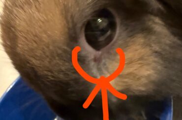 Corner of my bun’s eye is red